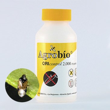 OriControl - Orius laevigatus - 1.000 nymphs
