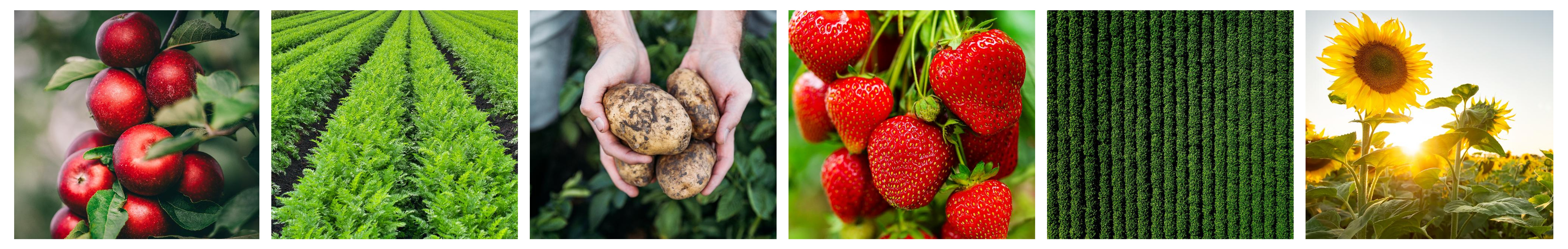 Let Dejex help you with your horticultural issues